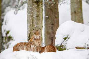 Luchs (Lynx lynx), Mutter mit zwei Jungtieren, im Winter im Tier-Freigelände im Nationalpark Bayrischer Wald, Deutschland.