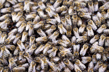 Working bees in a honeycomb. Beekeeping