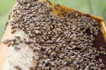 Working bees in a honeycomb. Beekeeping