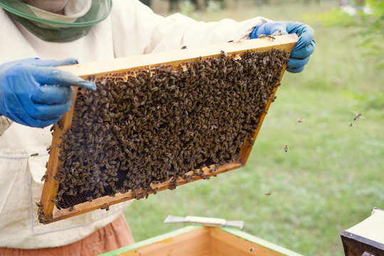 Beekeeper holding frame of honeycomb with bees. Beekeeping