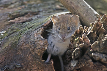 Naklejka na ściany i meble cute little mouse in the woods