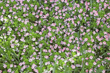 beautiful  little red wildflowers