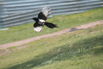 crow