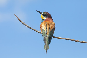 bee-eaters sitting on a branch on blue sky background