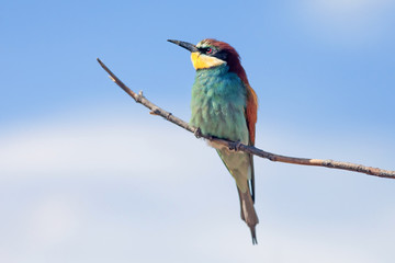 bee-eaters sitting on a branch on blue sky background