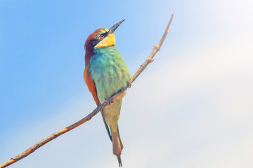 bee-eaters sitting on a branch on blue sky background