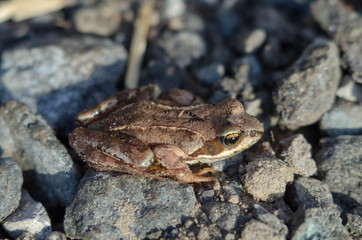 Naklejka premium frog