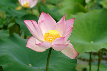  Dongting original lotus flowers