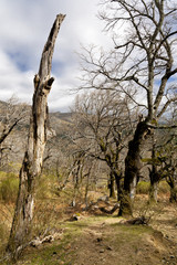 Fototapeta na wymiar Robles en el collado del Pozo. Sierra de Gredos.