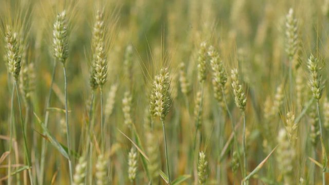 organic food prodution wheat field crop close