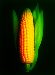 Corn ear isolated on black. Vector