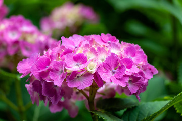 Obraz premium Hydrangea of Asukayama Park in Kita Ward, Tokyo, Japan / Asukayama park is a public park in Kita Ward, Tokyo, Japan