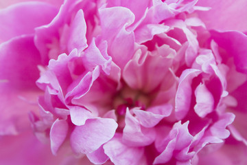 light pink peony texture