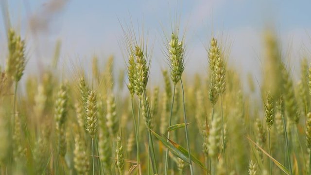 wheat field organic crop yellow and green in the wind close slow motion