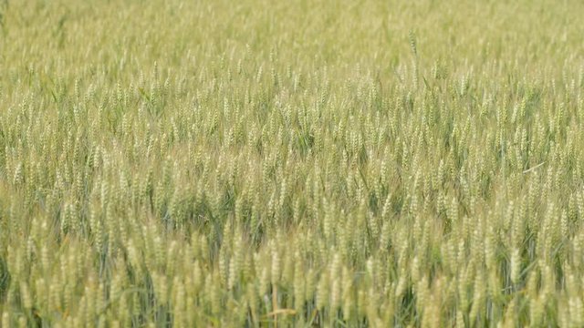 wheat field organic crop in early summer growing and still green