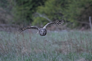 Great grey owl (Strix nebulosa)