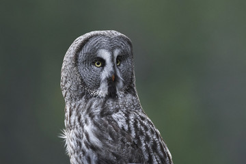 Great grey owl (Strix nebulosa)