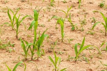 Young corn plant. Dry field with corn. Waiting for the rain. Agricultural farm. Weed.