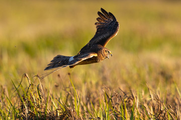 Extremely close view of a female Northern harrier opening his beak and screeching, seen in the wild near the San Francisco Bay