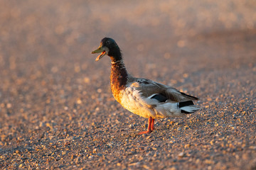 wild duck, seen in a North California marsh