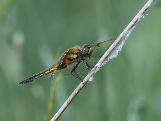Four-spotted chaser (Libellula quadrimaculata)