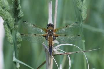 Four-spotted chaser (Libellula quadrimaculata)