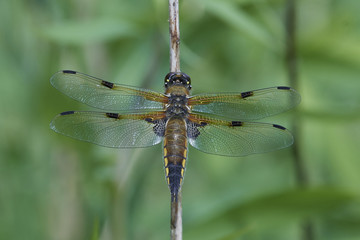 Four-spotted chaser (Libellula quadrimaculata)