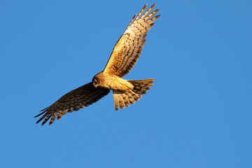 Extremely close view of a female Northern harrier in beautiful light, seen in the wild near the San Francisco Bay
