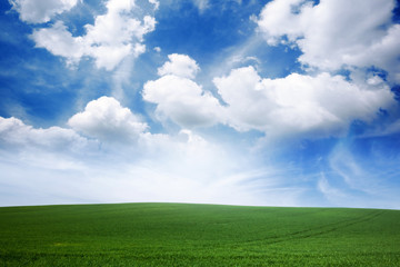 Fototapeta na wymiar Green grass lawn and blue cloudy sky