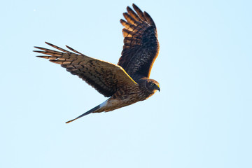 Close view of a female Northern harrier hunting, seen in the wild near the San Francisco Bay