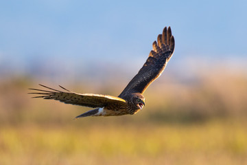 Extremely close view of a female Northern harrier opening his beak and screeching, seen in the wild near the San Francisco Bay