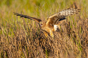 Close view of a female Northern harrier hunting, seen in the wild near the San Francisco Bay