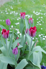 Tulips, Garden flowers, Spring UK. April 19th 2018. UK. Garden Flowers. Tulips, Garden flowers in Spring.
