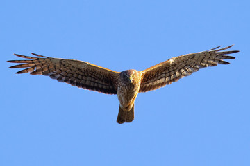 Close view of a female Northern harrier hunting, seen in the wild near the San Francisco Bay
