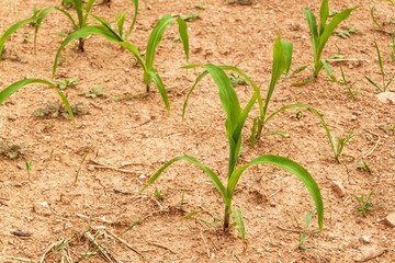 Young corn plant. Dry field with corn. Waiting for the rain. Agricultural farm. Weed.