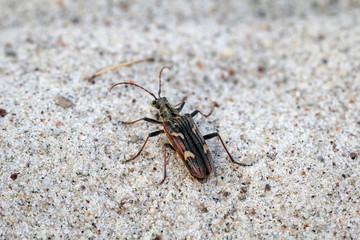 Kupferbrauner Sandlaufkäfer (Cicindela Hybrida) 