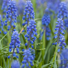 gentle little blue muscari flowers blooming in the park or in the garden