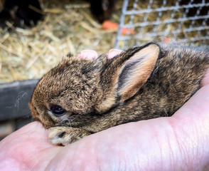 junges Kaninchen in der Hand