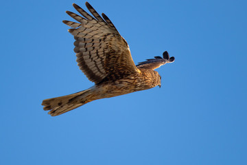 Extremely close view of a female Northern harrier in beautiful light, seen in the wild near the San Francisco Bay