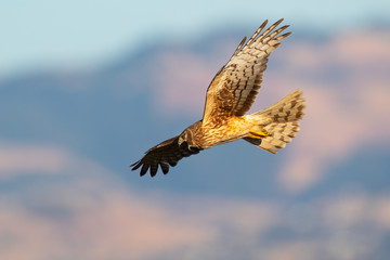 Close view of a female Northern harrier hunting, seen in the wild near the San Francisco Bay