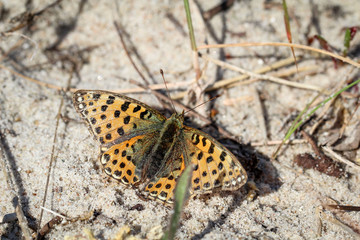 Kleine Perlmuttfalter (Issoria lathonia) 