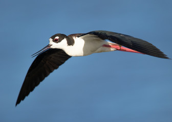 Black-necked stilt flying, seen in a North California marsh