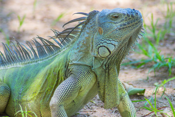 green iguana