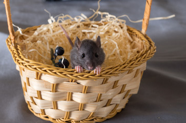 little rat in a wicker basket