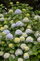 Hydrangea of Asukayama Park in Kita Ward, Tokyo, Japan / Asukayama park is a public park in Kita Ward, Tokyo, Japan