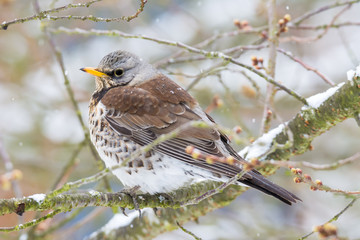 Fieldfare bird sitting on a tree
