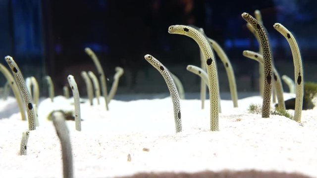 Spotted garden eels are eating with sand coming out