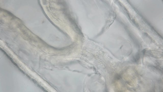 movement of the internal organs of the oligochaete worm under the microscope