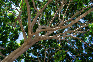 ロサンゼルスの巨大な木