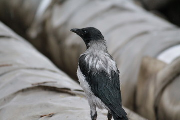 magpie